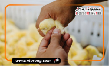 اهمیت ویتامین E برای طیور